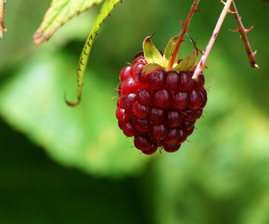 Les bienfaits du raspberry ketone