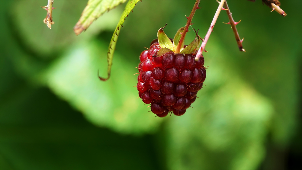 Les bienfaits du raspberry ketone